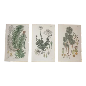 Antique Early 19th Century Hand Colored Copperplate Botanical Engravings - Set of 3