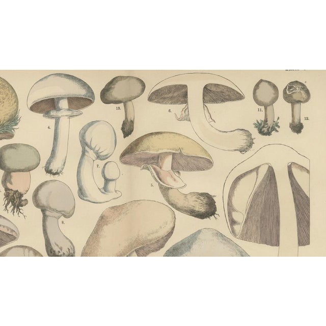Fünfstück, Agaricus Mushrooms, 1885, Paper For Sale - Image 6 of 10