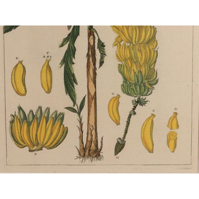 Botanical Hand-Colored Copper Engraving of Banana Plants, Georg Eberhard Rumphius, 1741–1750) For Sale - Image 12 of 17