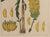 Botanical Hand-Colored Copper Engraving of Banana Plants, Georg Eberhard Rumphius, 1741–1750) For Sale - Image 12 of 17
