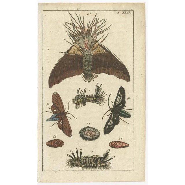 Title: Rare Antique Natural History Prints: Fascinating Insects and Life Cycles : This set of four small original antique...