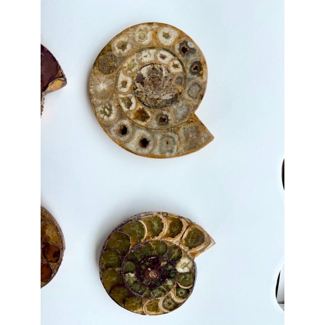 Brown Set of Six Split and Polished Ammonite Fossils For Sale - Image 8 of 12