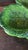 1960s 1960s Inarco E2603 Green Majolica-Style Fruit and Leaf Divided Serving Platter For Sale - Image 5 of 16