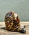 Late 20th Century Vintage Coconut Shell Snail For Sale - Image 5 of 12