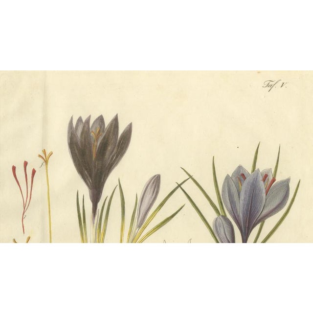 Crocus Sativus, 1800s, Paper For Sale - Image 3 of 10
