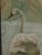 Emrik & Binger, The Avian Collection, 1880, Chromolithograph For Sale - Image 9 of 13