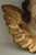 18th Century French Baroque Carved Giltwood Cherub Head Fragment Wall Ornament For Sale - Image 10 of 12