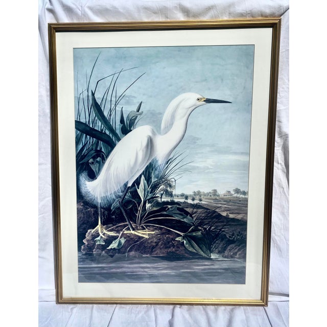 White John James Audubon Vintage Snowy Heron/White Egret Print Beautifully Matted and Framed Excellent Condition For Sale - Image 8 of 14