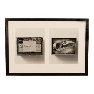 1990s Raven Skull" Diptych From Comparative Anatomy Portfolio Pacific Northwest by Dianne Kornberg 1993, Framed For Sale