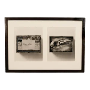 1990s Raven Skull" Diptych From Comparative Anatomy Portfolio Pacific Northwest by Dianne Kornberg 1993, Framed