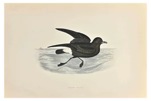 Alexander Francis Lydon, Stormy Petrel, Woodcut Print, 1870