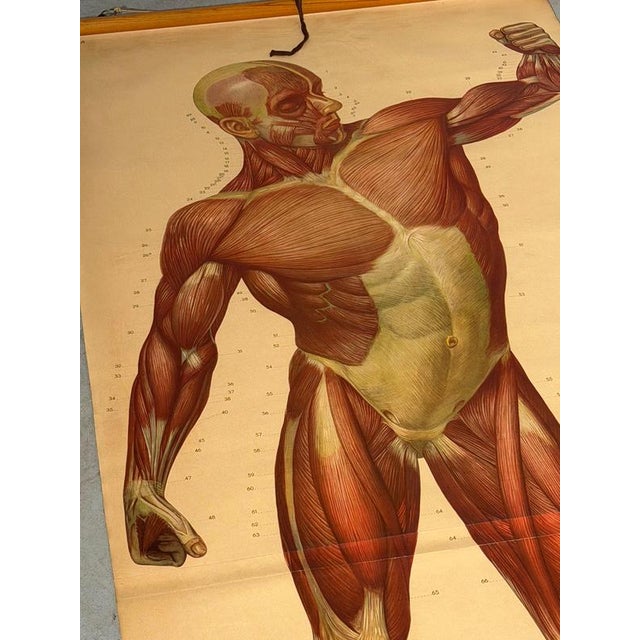Vintage School Board Muscle of Man, Germany, 1950s For Sale - Image 4 of 6