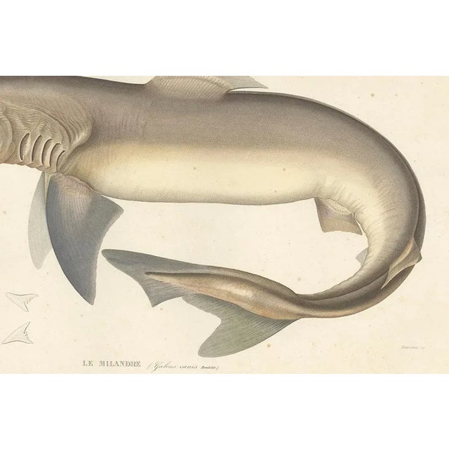 Blanchard, Illustration of Tope Shark from Iceland-Greenland Voyage, 1845, Print For Sale - Image 3 of 10