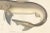 Blanchard, Illustration of Tope Shark from Iceland-Greenland Voyage, 1845, Print For Sale - Image 3 of 10