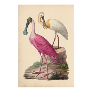 White and Rose Spoonbills Giclee Print 20 X 30 Inches For Sale