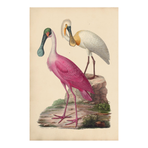 White and Rose Spoonbills Giclee Print 20 X 30 Inches