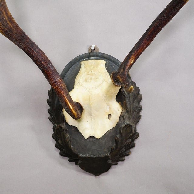 1930s Black Forest Red Deer Trophy Abnorm on Carved Plaque Germany 1930s For Sale - Image 5 of 7