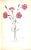 Paper "Old Carnations & Pinks" 1955 Moreton, C. Oscar For Sale - Image 7 of 11