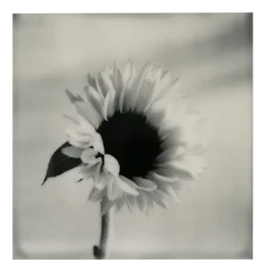 Sunflower no.2 - Polaroid Black and White Floral Photography, Limited Edition 20 2023