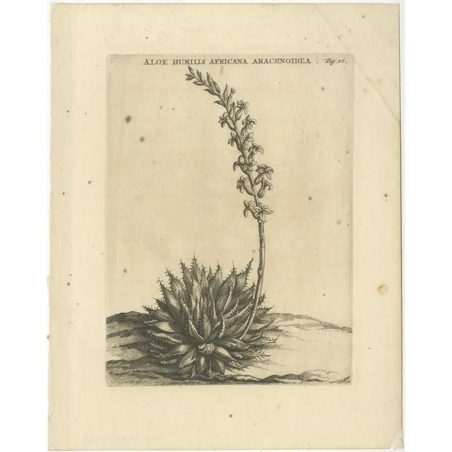 Early 18th Century Caspar Commelin, Aloe Humilis Africana, 1706, Engraving For Sale - Image 5 of 5