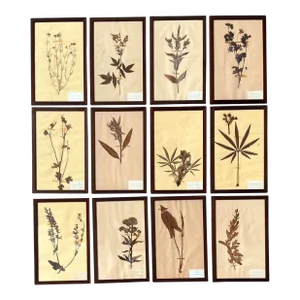 Vintage Boho Herbarium Botanical Specimens - Set of 12