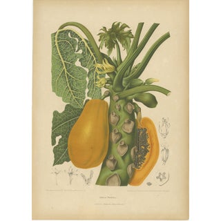 Hoola van Nooten, Papaya Botanical, 1880, Chromolithograph For Sale