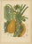 Hoola van Nooten, Papaya Botanical, 1880, Chromolithograph For Sale