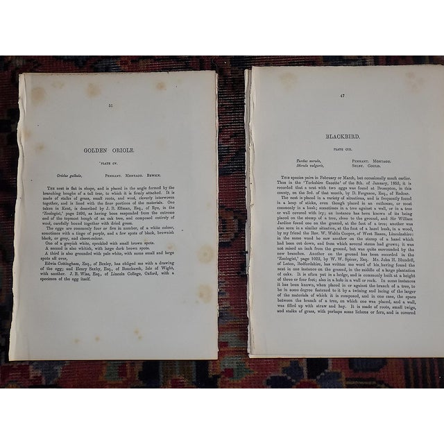 Authentic Antique 19th Century Hand Colored Bird Nest & Egg Lithographs - Set of 12 For Sale - Image 11 of 13