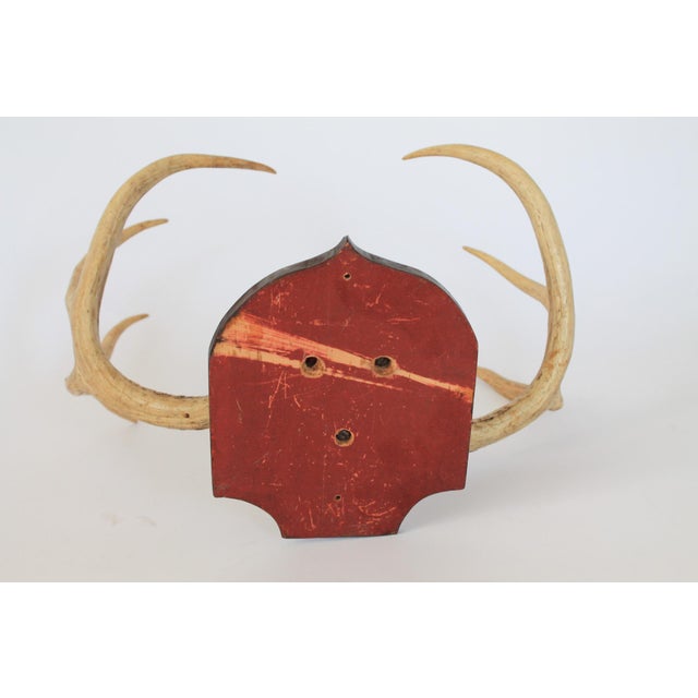 Vintage 8-Point Whitetail Deer Curved Antlers Taxidermy Mount For Sale - Image 9 of 11
