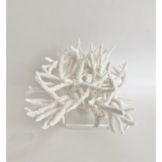 Stunning large bright white natural Staghorn coral specimen mounted on a 6" x 6" x 1" acrylic base. Each piece is cleaned...