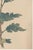 Not Yet Made - Made To Order Japanese Spider Mum by Hasegawa, Vintage Botanical Art Print, 36" X 54" For Sale - Image 5 of 10