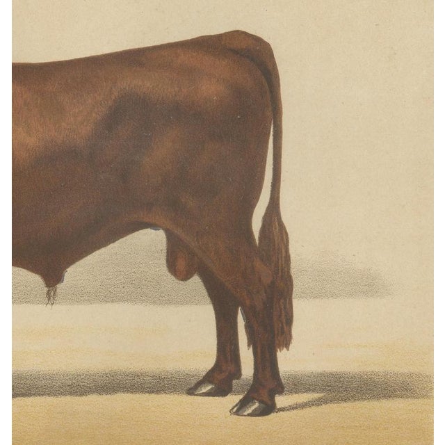Borie, Salers Bull, French Cattle Breed, 1863, Chromolithograph For Sale - Image 6 of 9