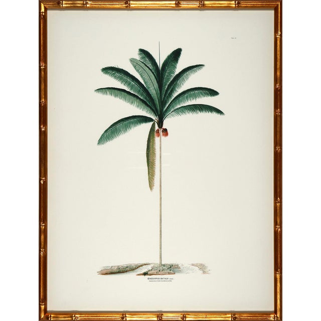 2020s Set of 6 Palm Trees in Bamboo Moulding For Sale - Image 5 of 8