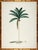 2020s Set of 6 Palm Trees in Bamboo Moulding For Sale - Image 5 of 8