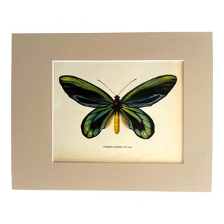 Vintage 1965 Butterfly Print in 11x14 Mat: Ornithoptera Alexandrae (Rothschild) For Sale