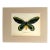 Vintage 1965 Butterfly Print in 11x14 Mat: Ornithoptera Alexandrae (Rothschild) For Sale