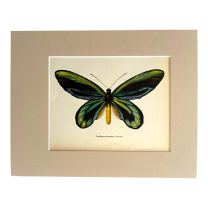 Vintage 1965 Butterfly Print in 11x14 Mat: Ornithoptera Alexandrae (Rothschild)