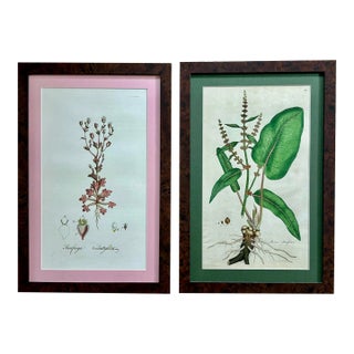 Pair of Framed Reproduction Naturalist Botanical Illustrations For Sale