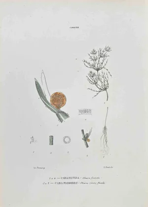 Vincenzo Tenore, Characeae, Lithograph, 1870s