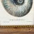 Framed Seashell Engraving Prints - Conchology Engravings After Georg Wolfgang Knorr, Set of 4 For Sale - Image 10 of 15