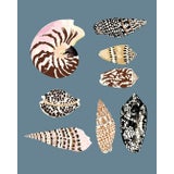 "Fiji Shells in French Blue" Contemporary Giclee Print by Sarah Gordon For Sale
