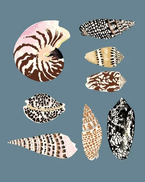 "Fiji Shells in French Blue" Contemporary Giclee Print by Sarah Gordon