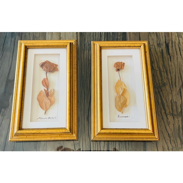 Pair of vintage herbarium specimens of roses- Mercedes and Europa. Great collectible and decorative wall art.