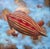 An Exceptional Flight by Tammi Otis | Oil Painting of a colorful airship in the sky with fish. For Sale - Image 4 of 4