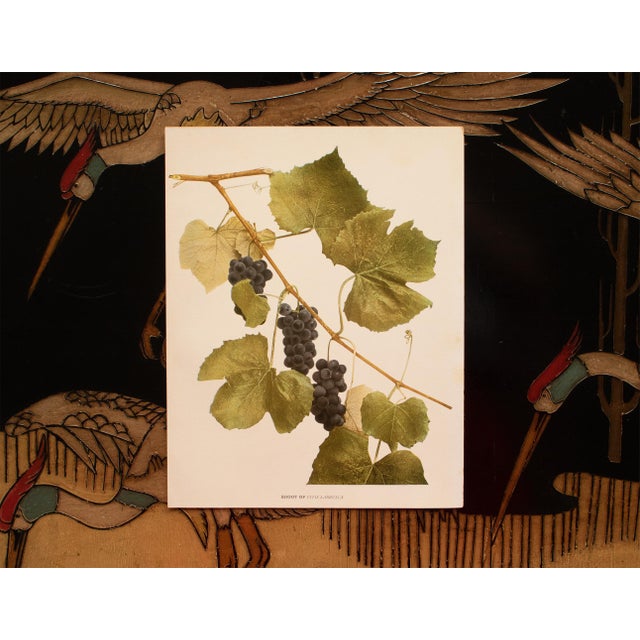 1900 - 1909 1900s U. P. Hedrick, Original Antique Photogravure of Shoot of Vitis Labrusca For Sale - Image 5 of 6