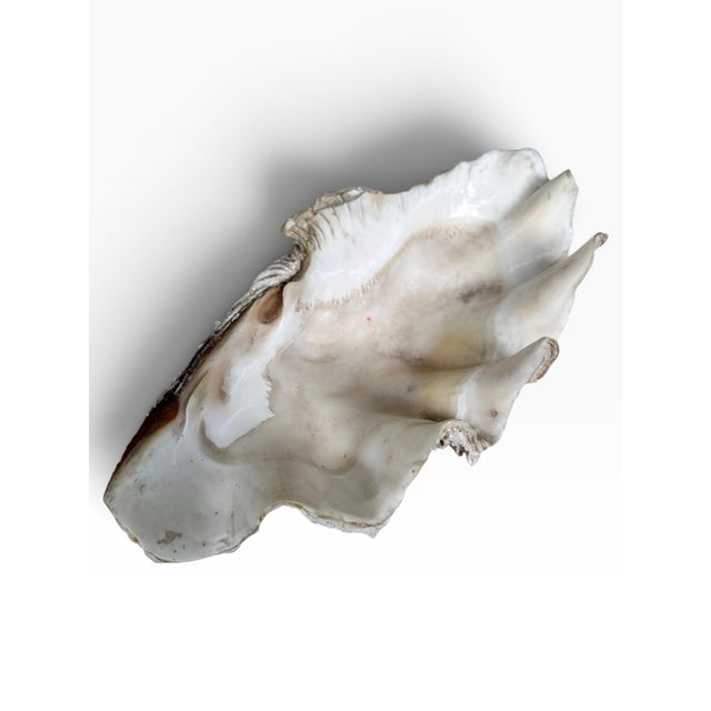 Shell Vintage Natural Giant Clam Shell – 11.5” Scalloped Coastal Specimen Bowl For Sale - Image 7 of 7