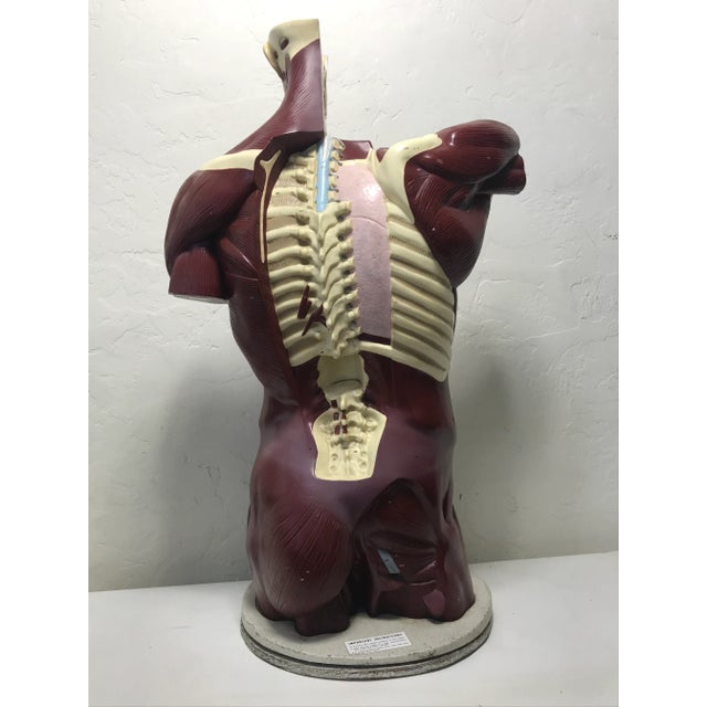This anatomical medical model was produced by the Nystrom Company of Chicago, U.S.A. in circa 1969. The educational model...