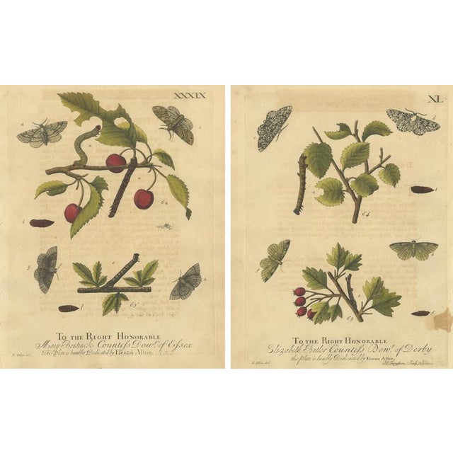 Albin, Moths on Fruit and Hedgerow Shrubs, 1720, Prints, Set of 2 For Sale - Image 4 of 9