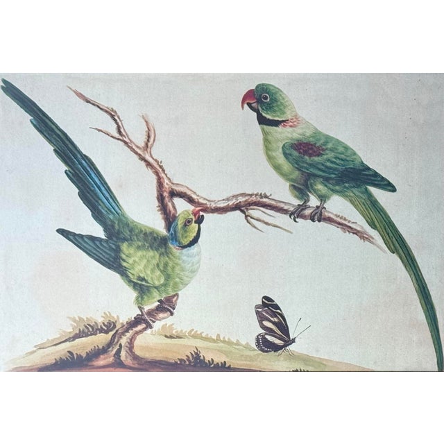 English Late 20th Century Framed Print of Parrot Pair With Butterfly by Sarah Stone For Sale - Image 3 of 8