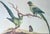 English Late 20th Century Framed Print of Parrot Pair With Butterfly by Sarah Stone For Sale - Image 3 of 8
